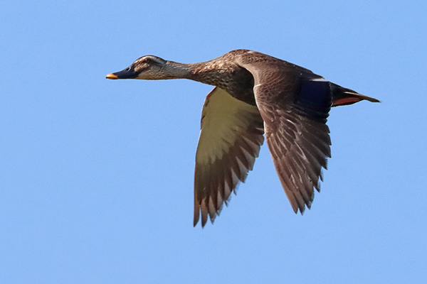 �J���K��