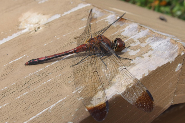 �m�V���g���{