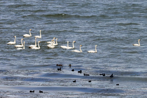 �R�n�N�`���E