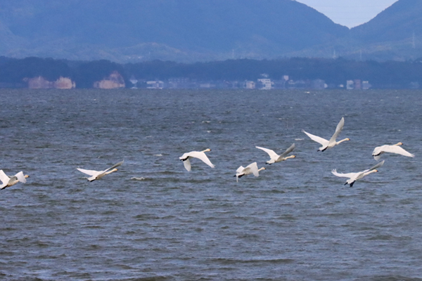 �R�n�N�`���E