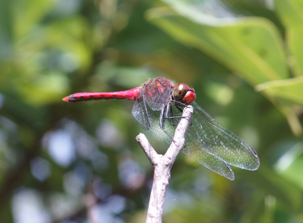 �i�c�A�J�l