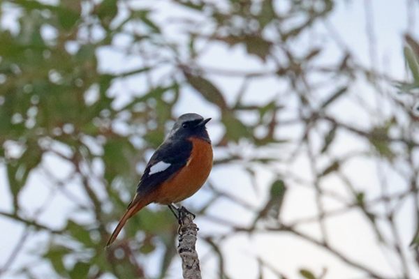 �W���E�r�^�L