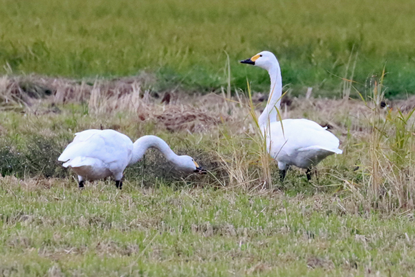 �R�n�N�`���E