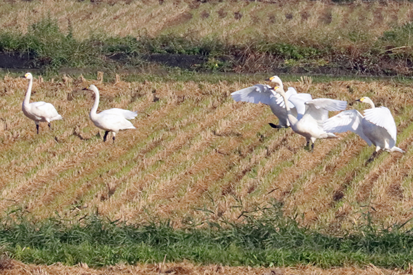 �R�n�N�`���E