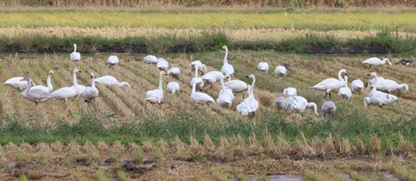 �}�K���ƃR�n�N�`���E