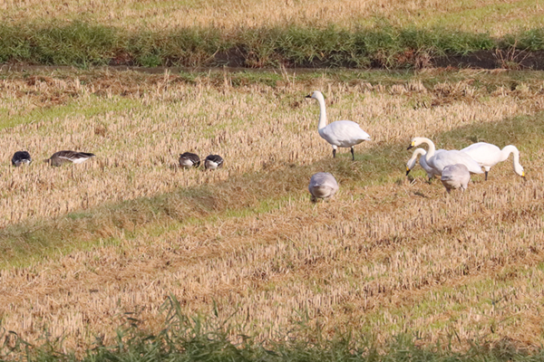 �}�K���ƃR�n�N�`���E