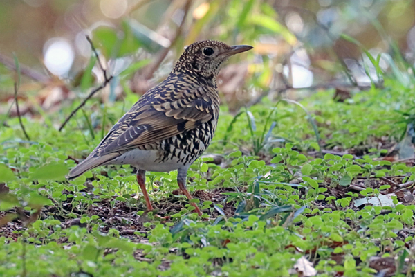 トラツグミ トラツグミ