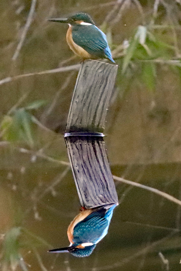 カワセミ カワセミ