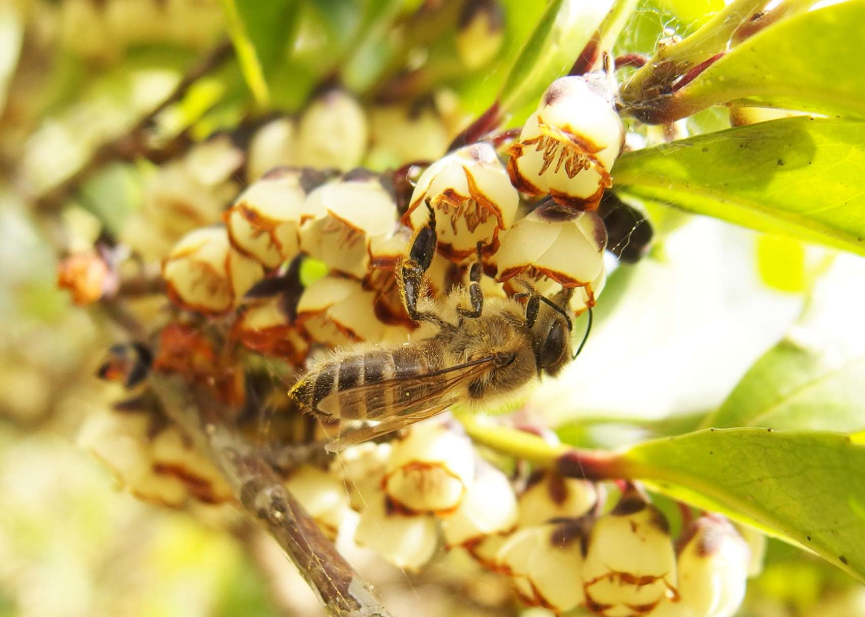 ニホンミツバチ ニホンミツバチ