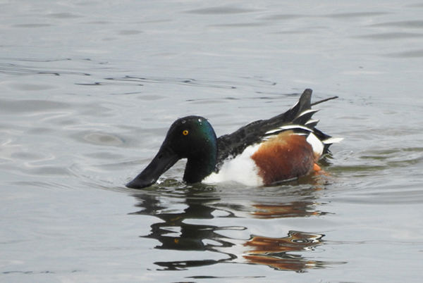 ハシビロガモ ハシビロガモ