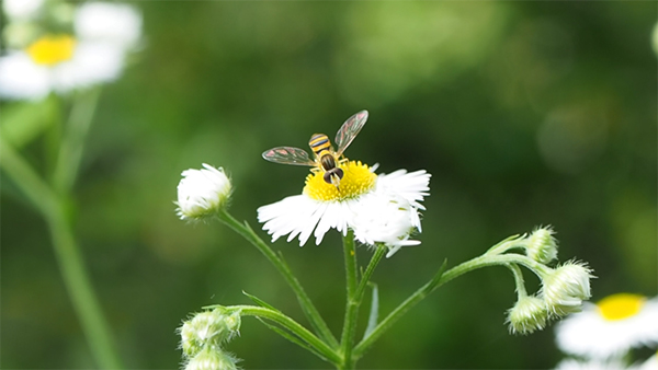 �Ԃ��J�~�L�����V2��