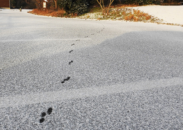 オオジュリン オオジュリン