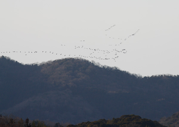 マガンの北帰 マガンの北帰