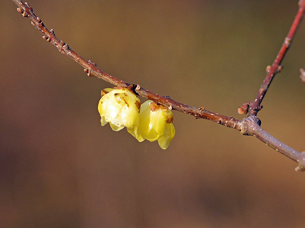 ���E�o�C�̉�