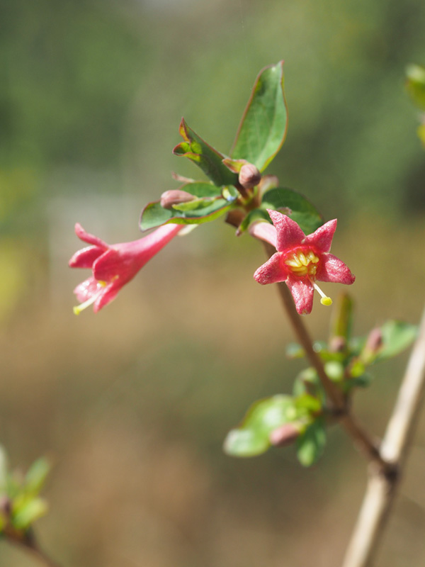 ウグイスカグラ ウグイスカグラ