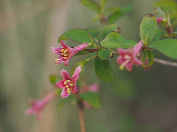 �E�O�C�X�J�O��