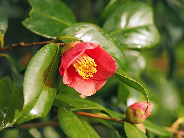 ���u�c�o�L