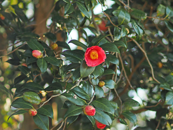 ヤブツバキ ヤブツバキ