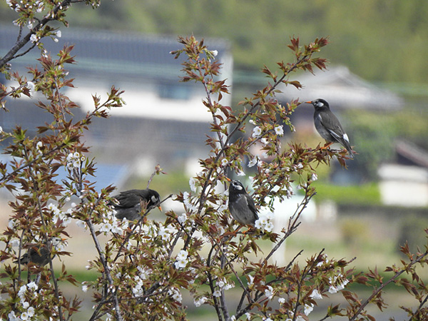 ムクドリ ムクドリ