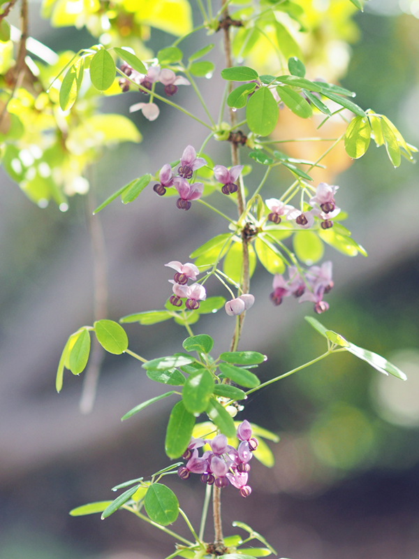 アケビ アケビ
