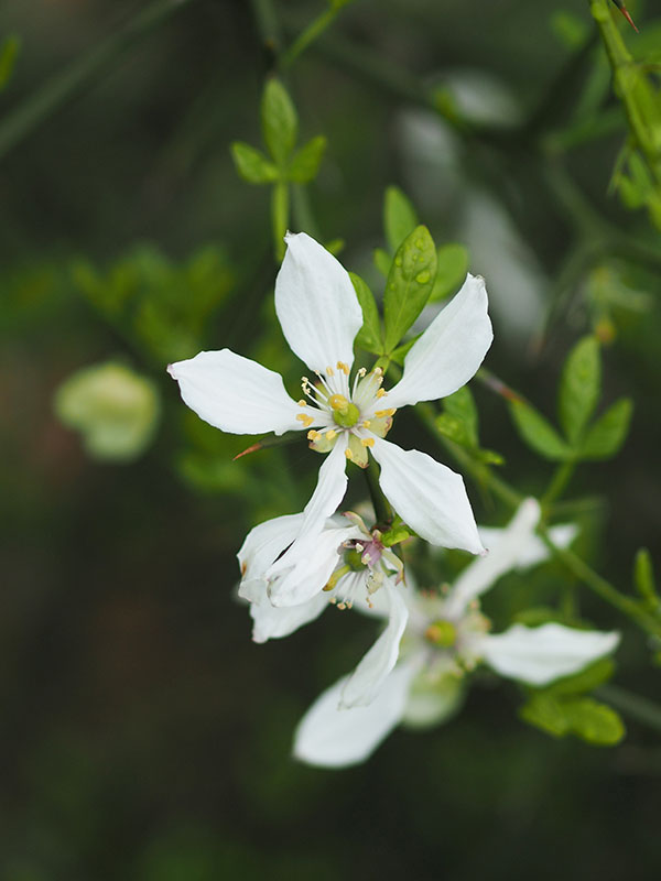 クロツグミ クロツグミ