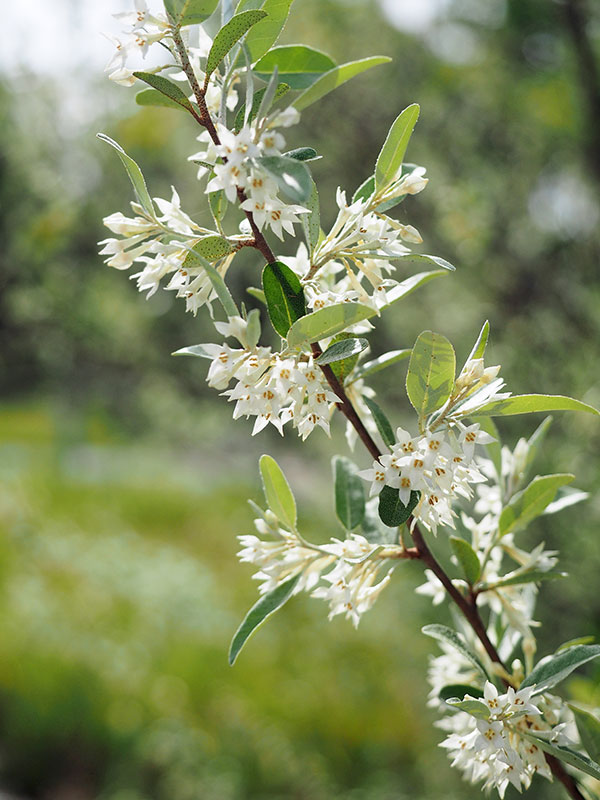 アキグミ アキグミ
