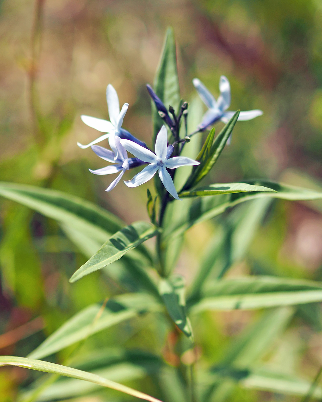 チョウジソウ チョウジソウ