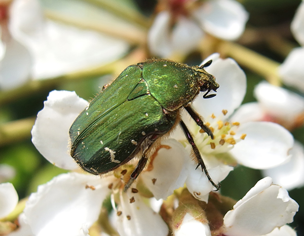 ハナムグリ ハナムグリ