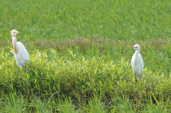 アマサギ アマサギ