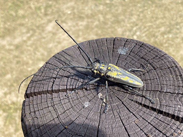 シロスジカミキリ シロスジカミキリ