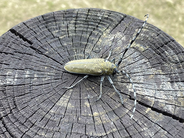 クワカミキリ クワカミキリ