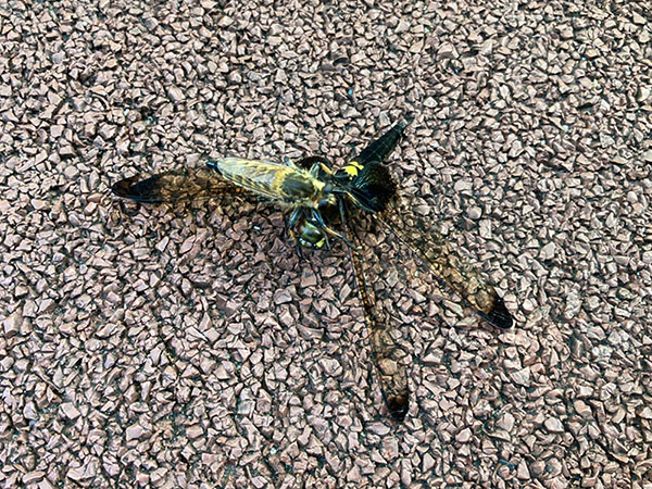 ムシヒキアブの一種の捕食 ムシヒキアブの一種の捕食