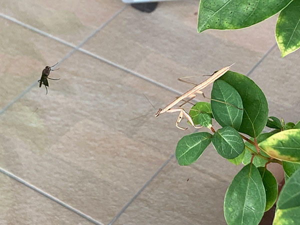 カナブン カナブン