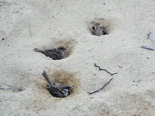 スズメの砂浴び スズメの砂浴び
