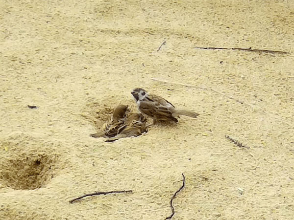 スズメの砂浴び スズメの砂浴び