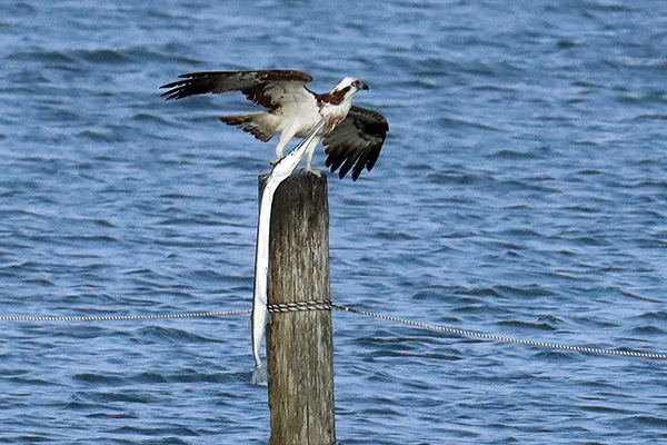 スズメの砂浴び スズメの砂浴び