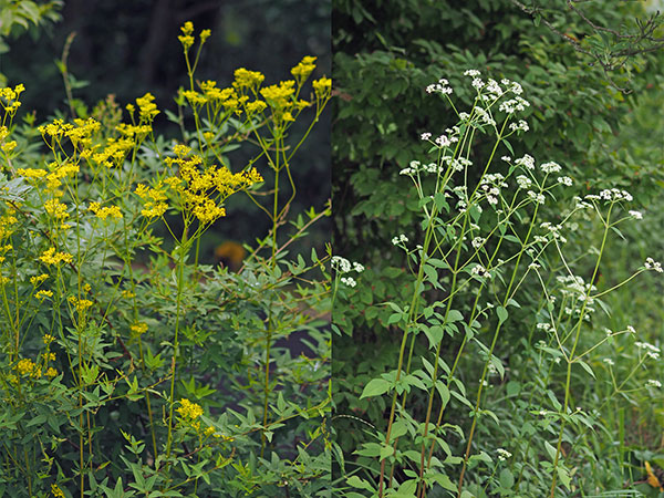 オミナエシとオトコエシ オミナエシとオトコエシ