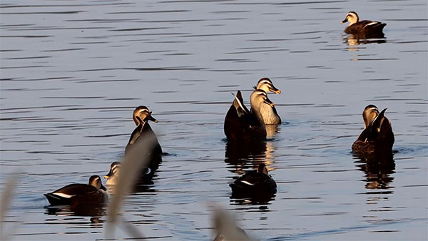 カルガモ カルガモ