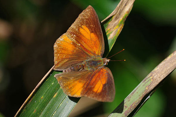 ウラギンシジミ ウラギンシジミ