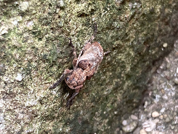 ワモンサビカミキリ ワモンサビカミキリ