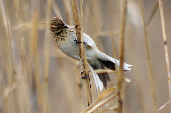オオジュリンハラ オオジュリン