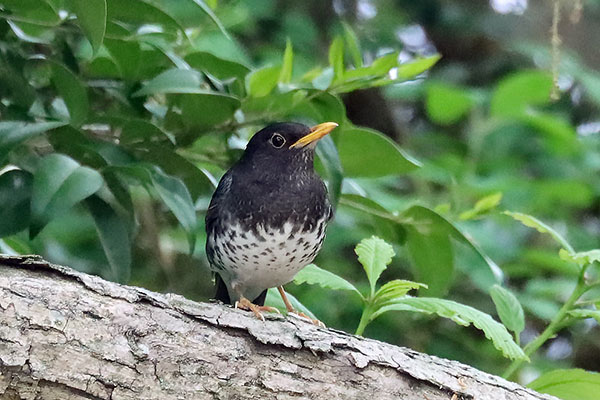 クロツグミ クロツグミ