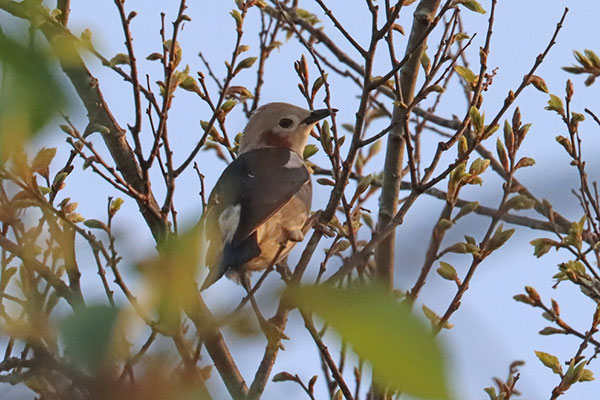コムクドリ コムクドリ