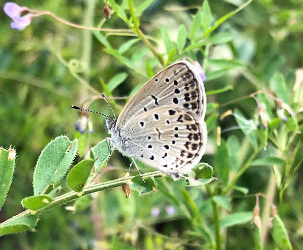 ヤマトシジミ ヤマトシジミ