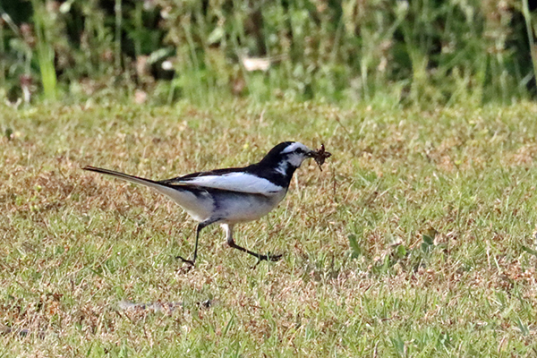 ハクセキレイ ハクセキレイ