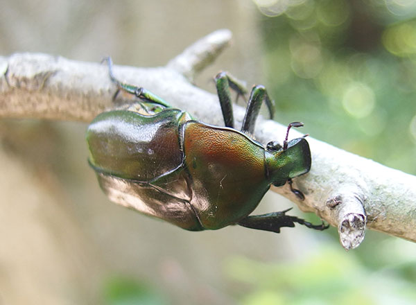 カナブン カナブン