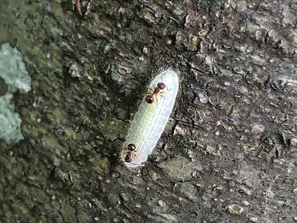 ネコハギ ネコハギ