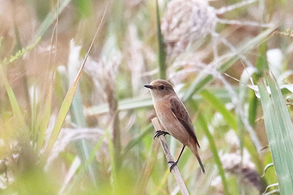 ノビタキ ノビタキ