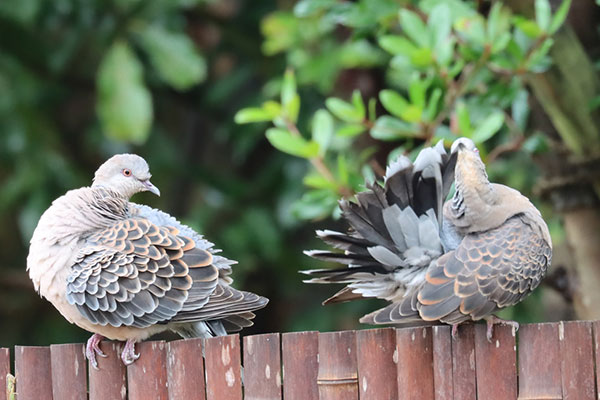 キジバト キジバト