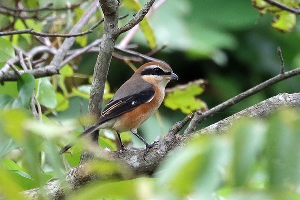 キジバト キジバト